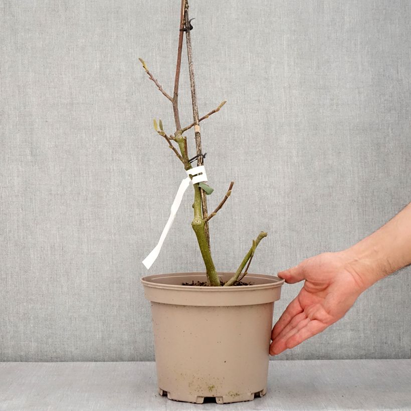 Exemplar von Magnolia soulangeana Picture Superba - Tulpen-Magnolie Topf mit 4L/5L wie im Frühjahr geliefert