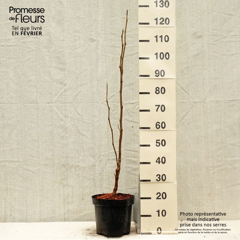 Exemplar von Magnolia Yellow Lantern - Magnolie Topf mit 6L/7L wie im Winter geliefert