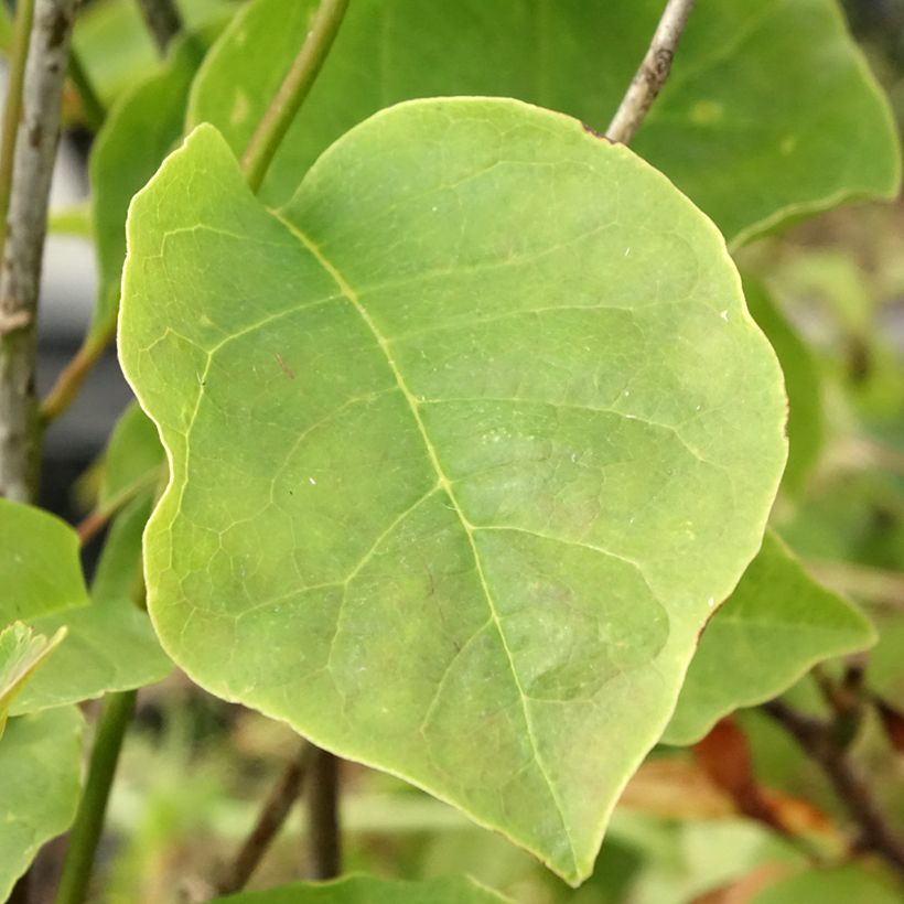 Magnolia Yellow Lantern - Magnolie (Foliage)