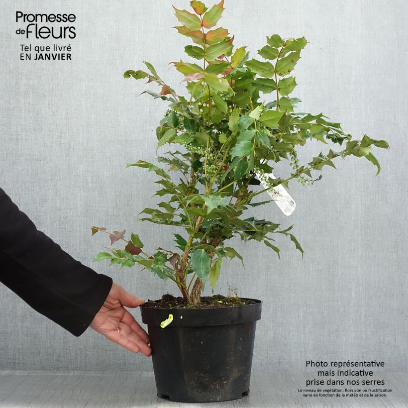 Exemplar von Mahonia bealei - Beales Mahonie Topf mit 7,5L/10L wie im Winter geliefert