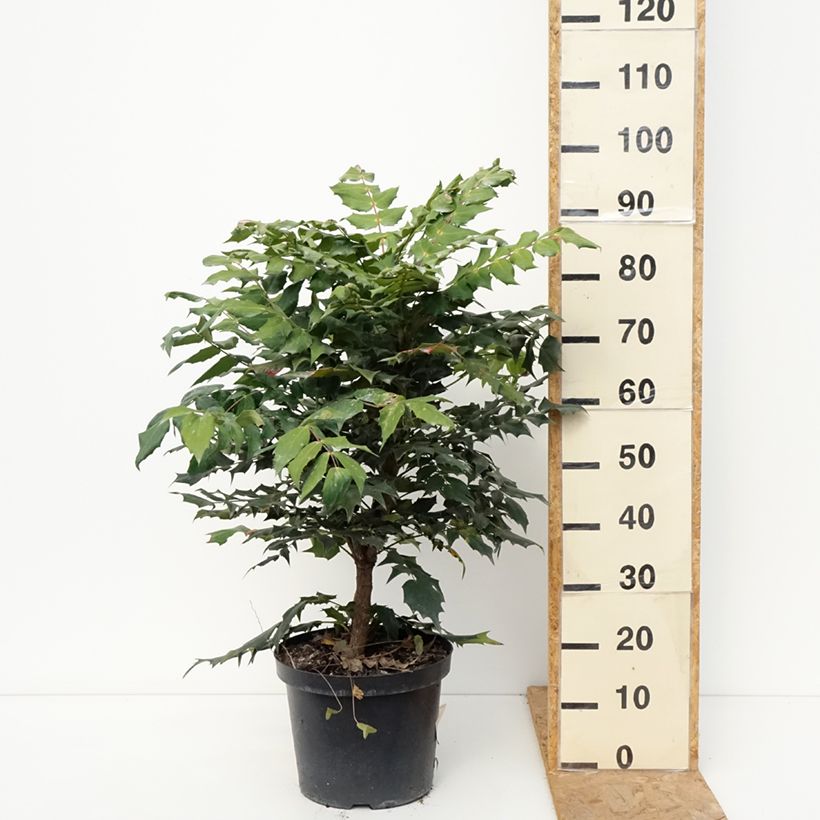 Exemplar von Mahonia bealei - Beales Mahonie Topf mit 7,5L/10L wie im Herbst geliefert