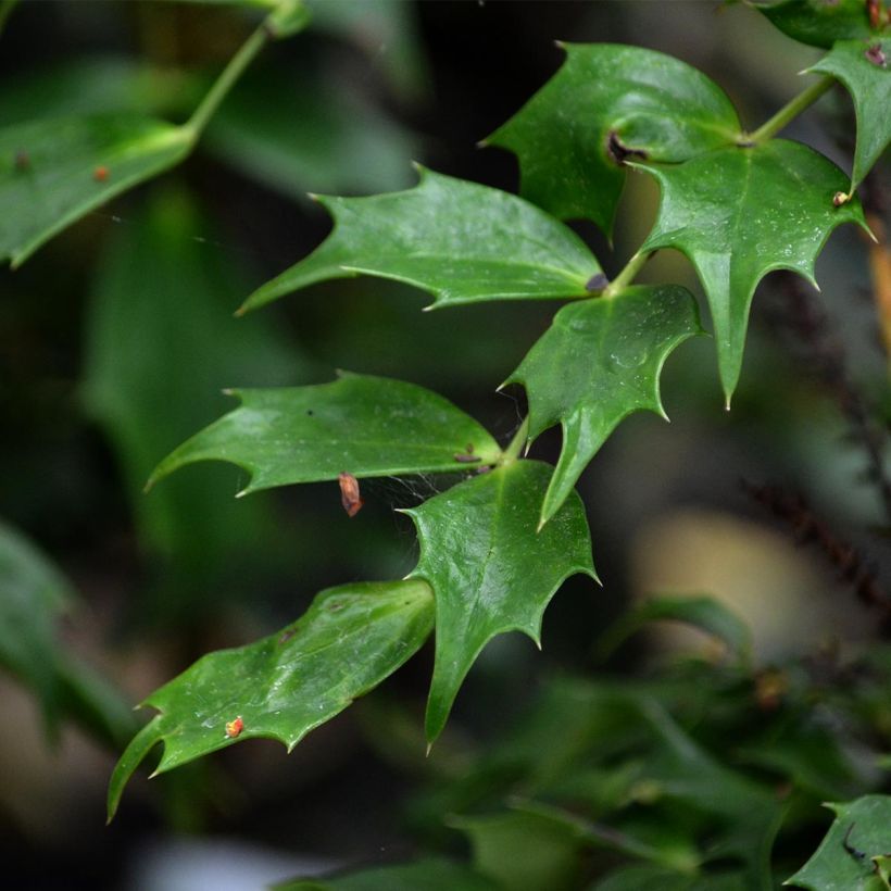 Mahonia nitens Cabaret - Orangeblühende Mahonie (Foliage)
