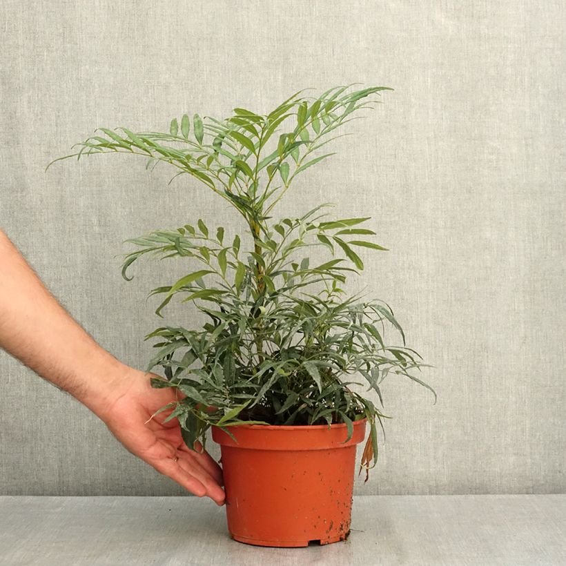 Exemplar von Mahonia eurybracteata Nara Hiri - Stachellose Mahonie Topf mit 2L/3L wie im Sommer geliefert