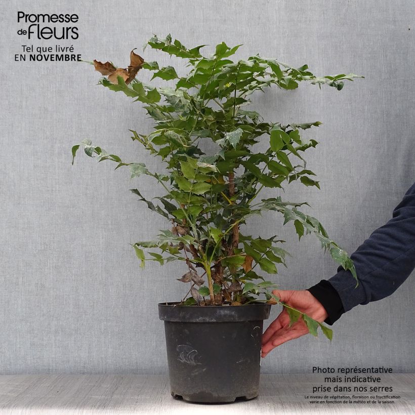 Example of Mahonia japonica Hivernant - Japanische Mahonie Topf mit 7,5L/10L as you get in automne