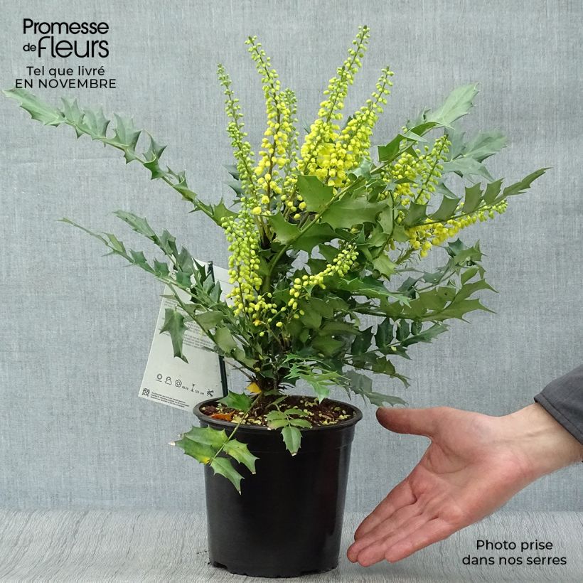 Example of Mahonia media Charity - Winterblühende Mahonie Topf mit 2L/3L as you get in automne