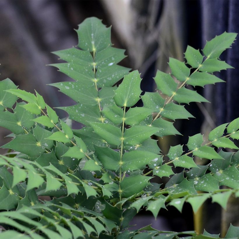 Mahonia media Charity - Winterblühende Mahonie (Foliage)