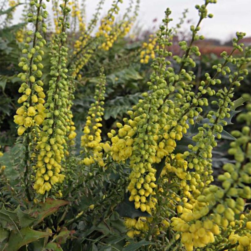 Mahonia media Winter Sun - Winterblühende Mahonie (Flowering)