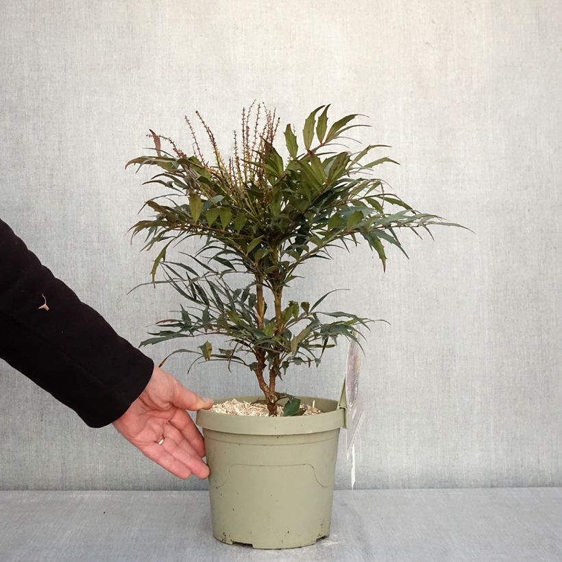 Exemplar von Mahonia Meteor - Stachellose Mahonie Topf mit 3L/4L wie im Winter geliefert