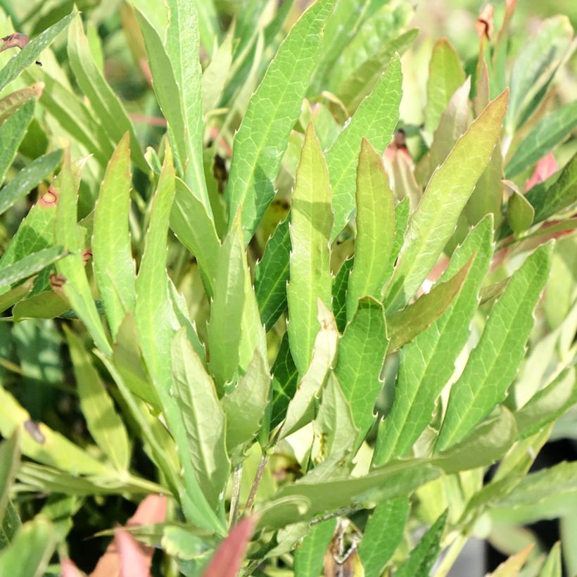 Mahonia sinensis - Mahonie (Foliage)