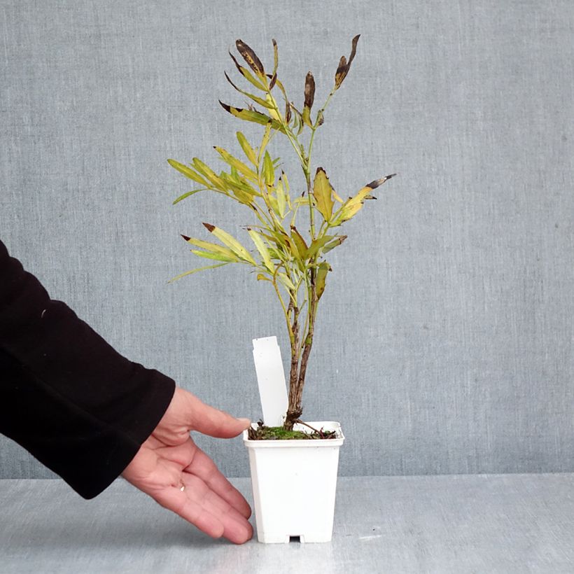 Exemplar von Mahonia sinensis - Mahonie Kleine Töpfe von 8/9 cm wie im Herbst geliefert