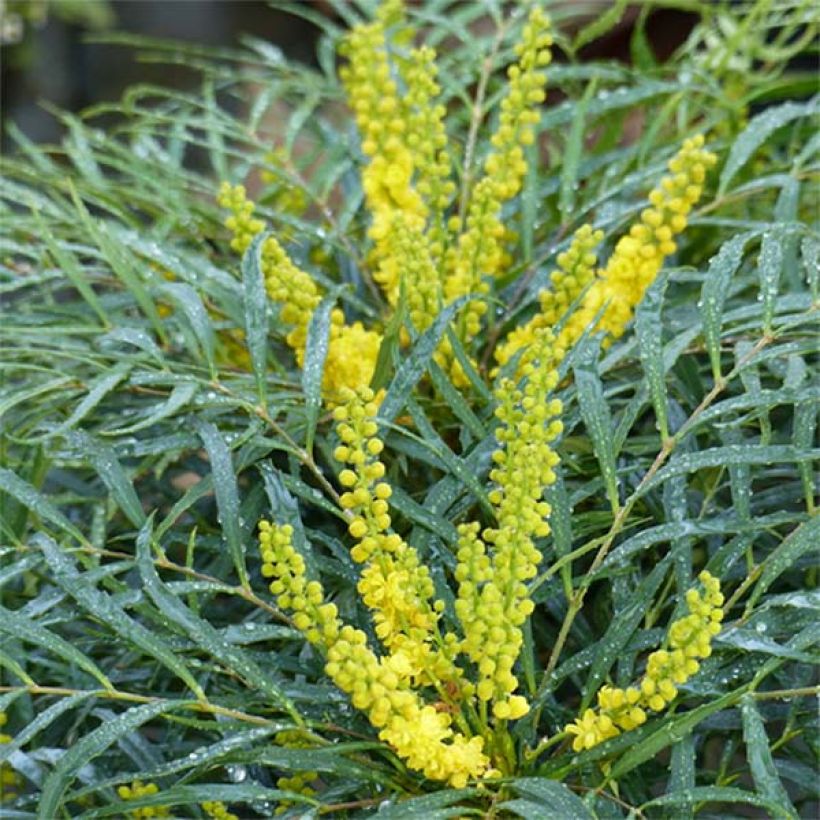 Mahonia eurybracteata Soft Caress - Stachellose Mahonie (Flowering)
