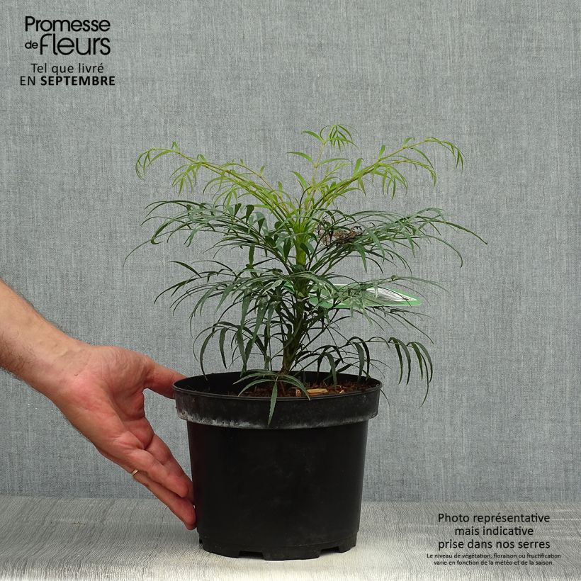 Example of Mahonia eurybracteata Soft Caress - Stachellose Mahonie Topf mit 3L/4L as you get in automne