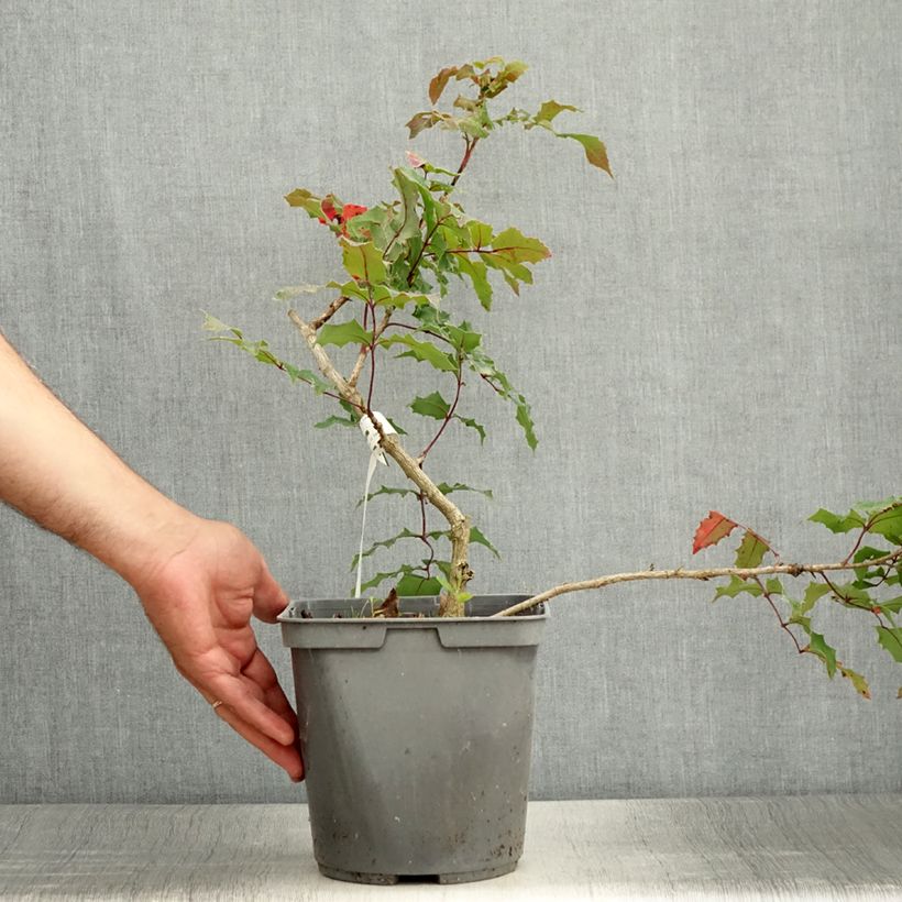 Example of Mahonia wagneri Fireflame - Wagners Mahonie Topf mit 4L/5L as you get in ete