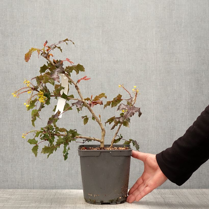 Exemplar von Mahonia wagneri Fireflame - Wagners Mahonie Topf mit 4L/5L wie im Frühjahr geliefert