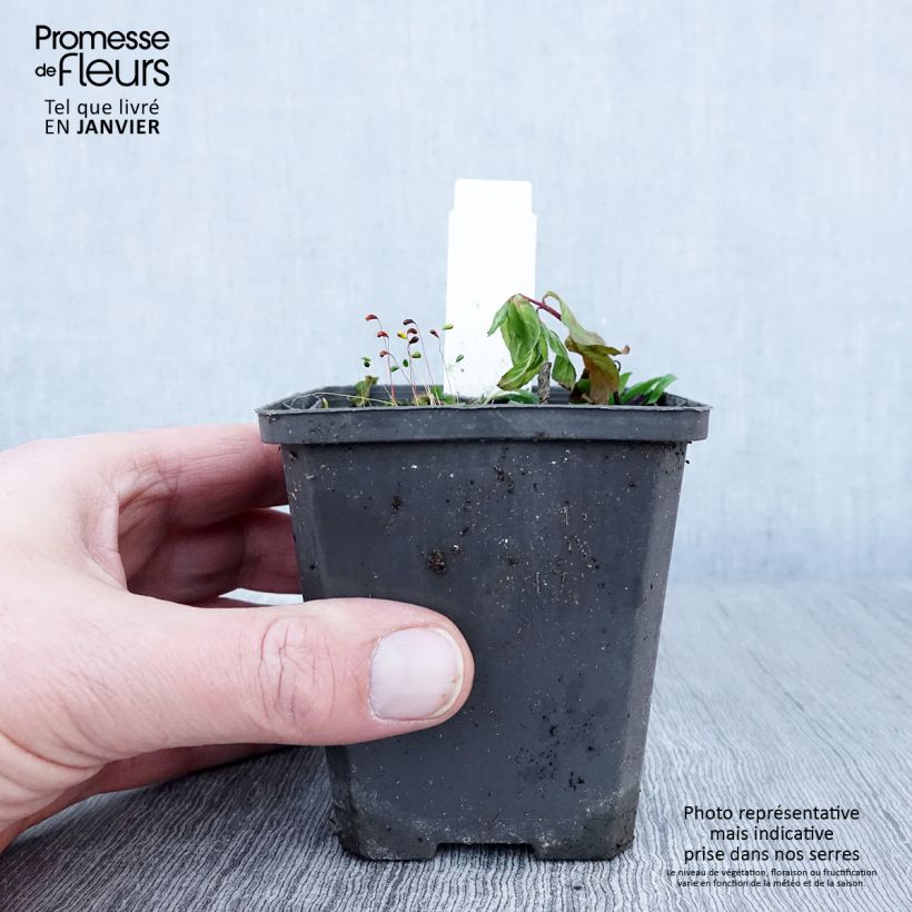 Exemplar von Maianthemum bifolium - Schattenblume Kleine Töpfe von 8/9 cm wie im Winter geliefert