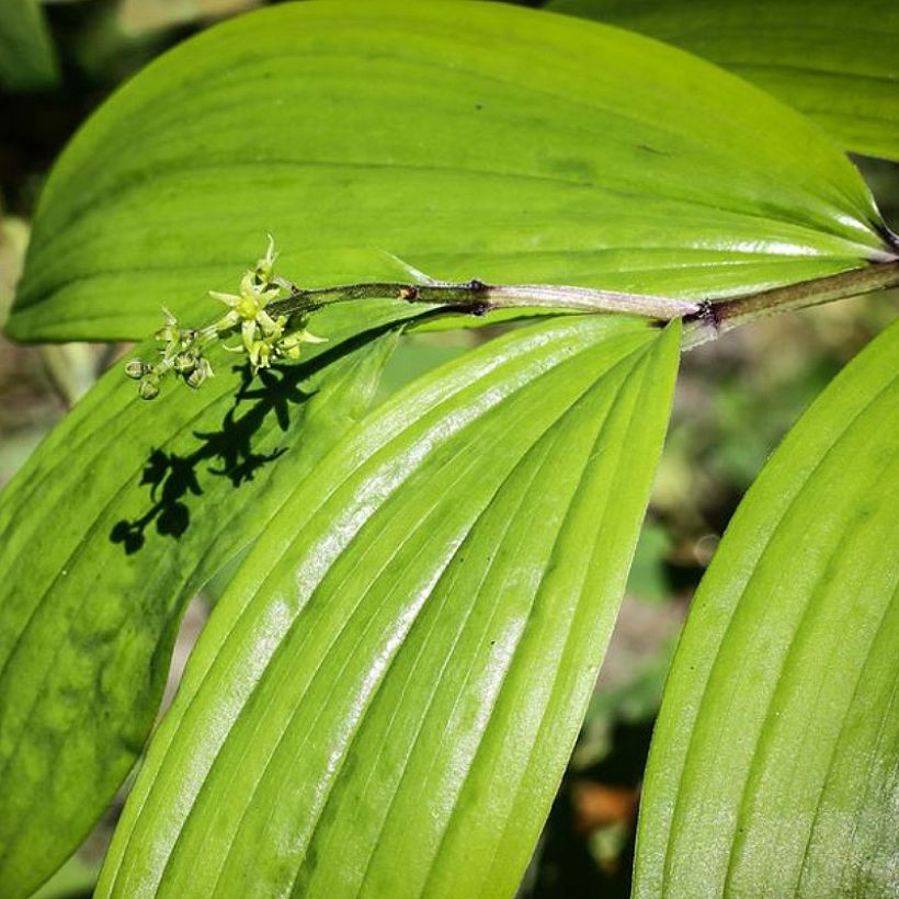 Maianthemum tatsienense - Schattenblume (Foliage)