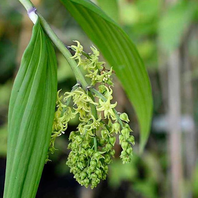 Maianthemum tatsienense - Schattenblume (Flowering)