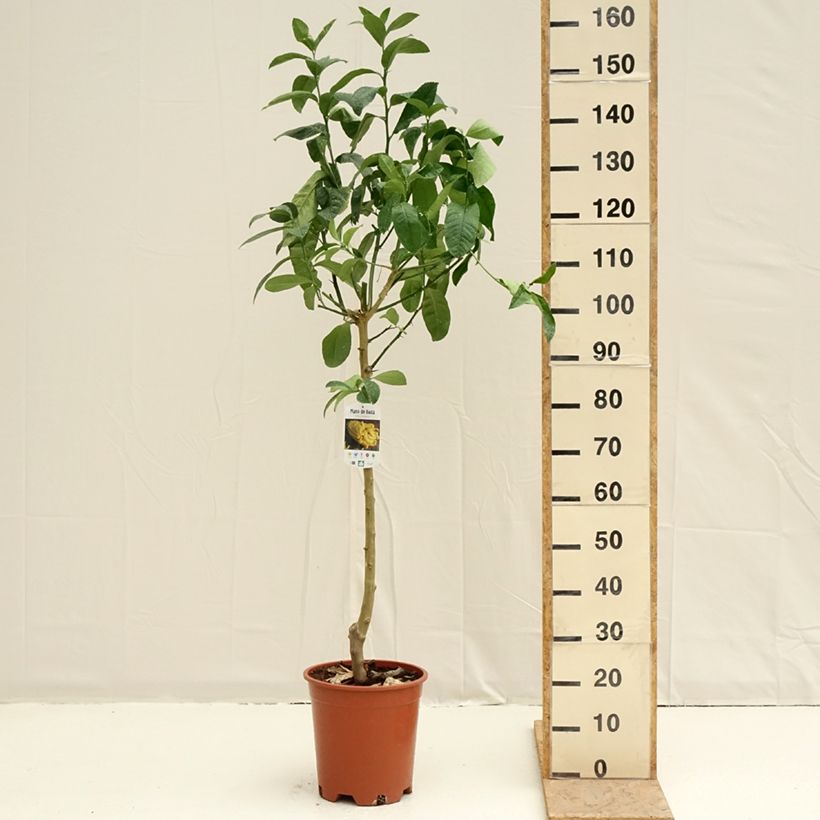 Example of Buddhas Hand - Citrus medica var. sarcodactylis Topf mit 7,5L/10L, Halbstamm as you get in printemps