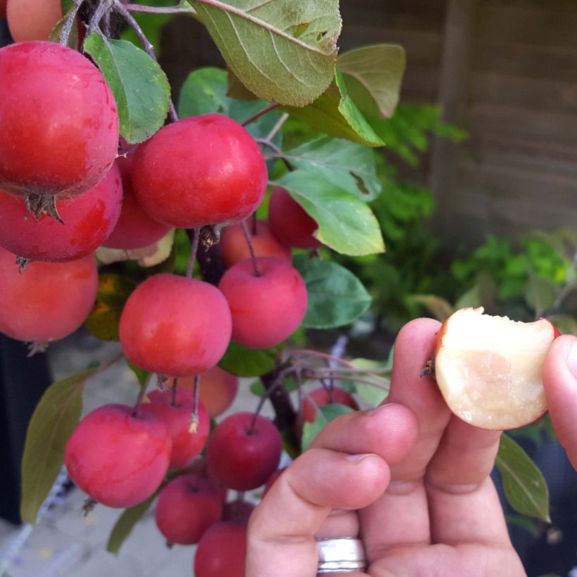 Weißdorn-Apfel Appletini Gulliver - Malus transitoria (Harvest)