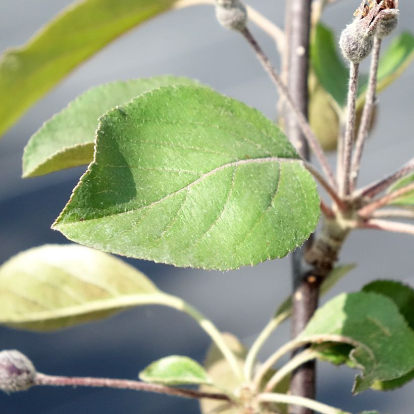 Weißdorn-Apfel Appletini Gulliver - Malus transitoria (Foliage)