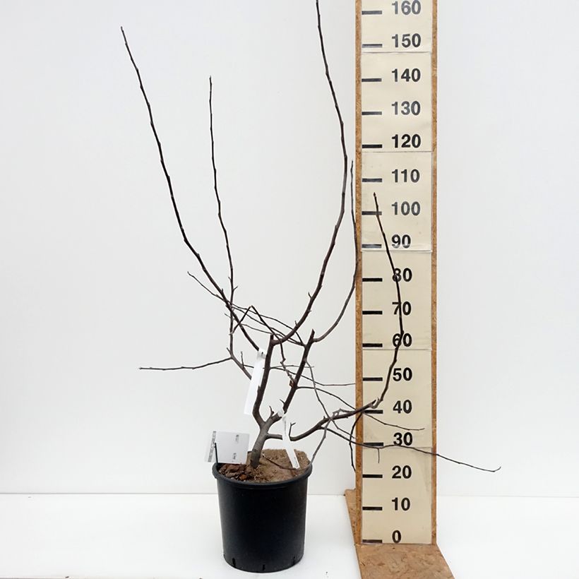 Exemplar von Zierapfel Brandy Magic - Malus Topf mit 12L/15L wie im Herbst geliefert