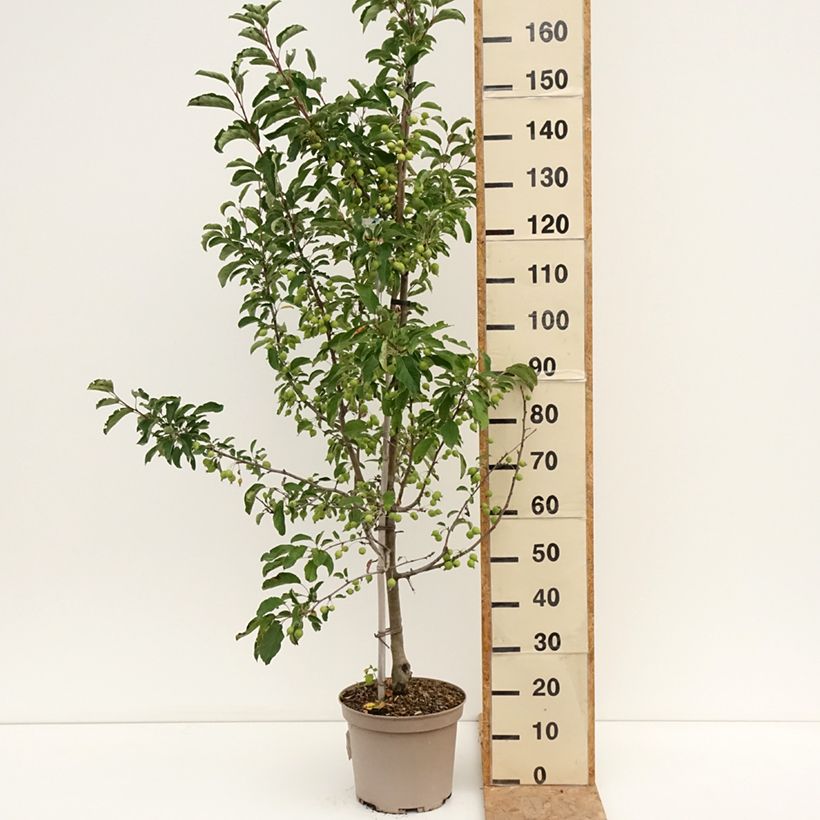 Example of Zierapfel Comtesse De Paris - Malus Topf mit 7,5L/10L as you get in ete