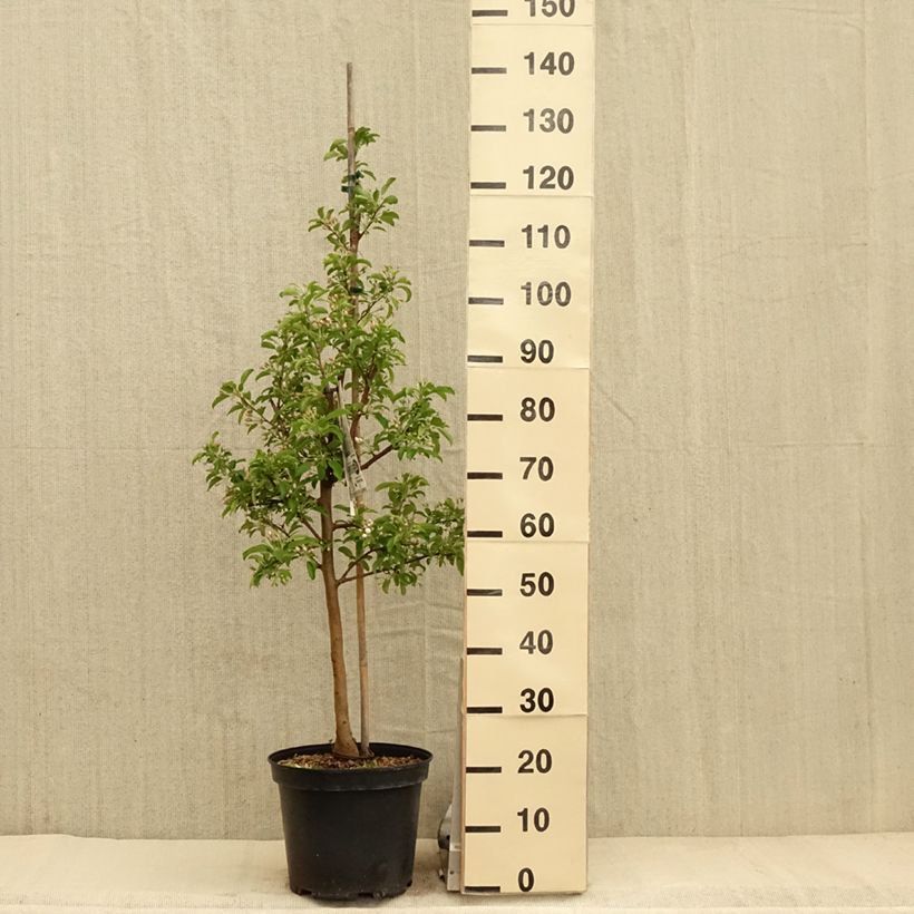 Exemplar von Zierapfel Comtesse De Paris - Malus Topf mit 7,5L/10L, einstämmig wie im Frühjahr geliefert