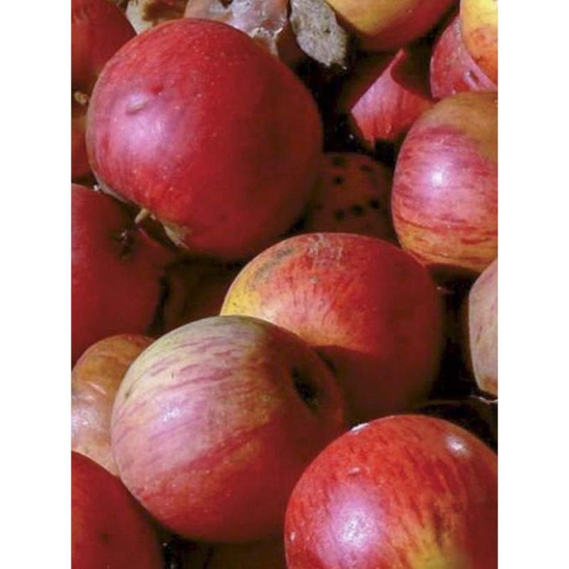 Apfelbaum Pitchounette - Malus domestica (Harvest)