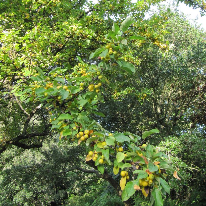 Zierapfel Golden Hornet - Malus (Plant habit)
