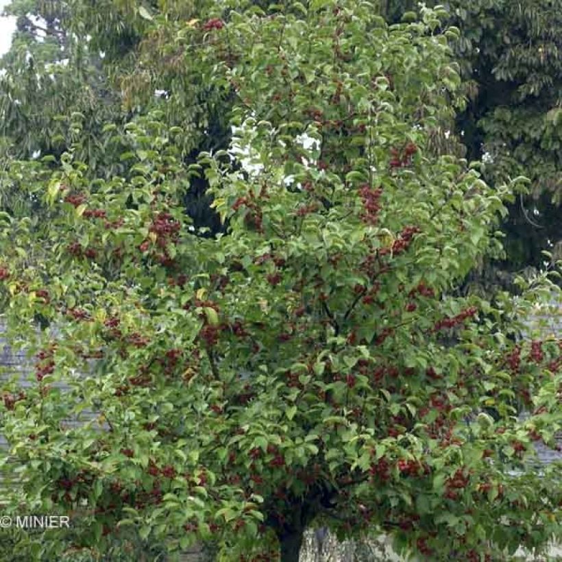 Zierapfel Evereste 'Perpetu' - Malus (Plant habit)