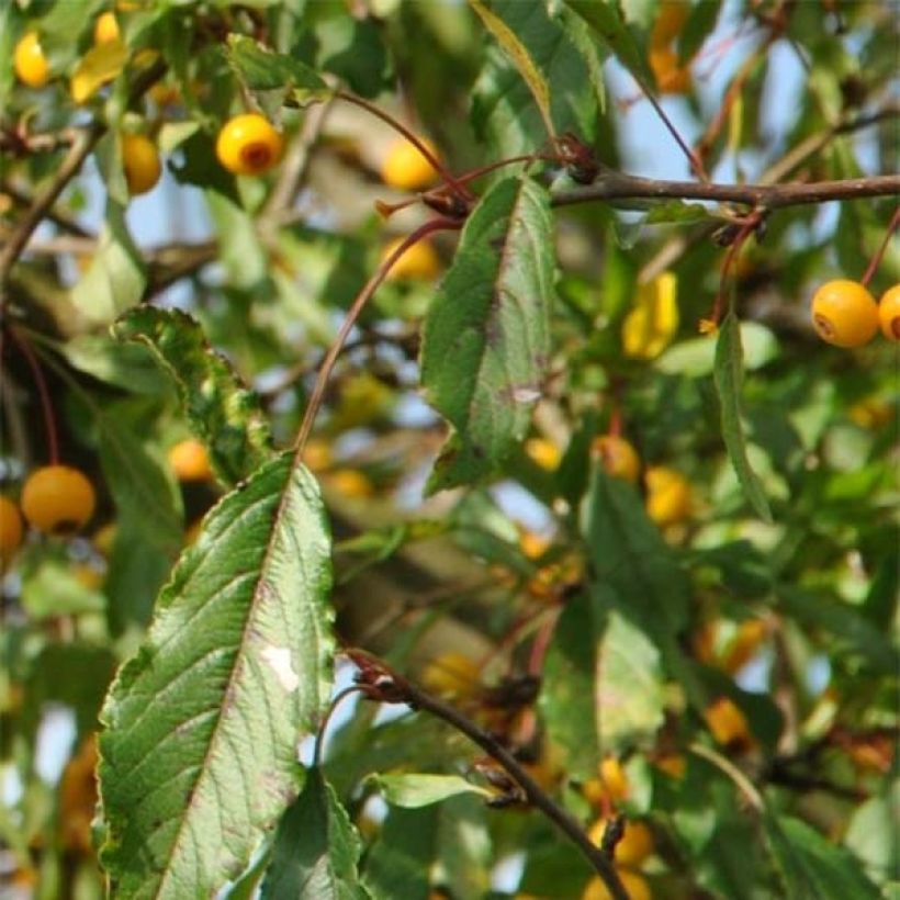 Zierapfel Brouwers Beauty - Malus toringo (Foliage)