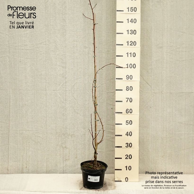 Example of Zierapfel Yellow Siberian - Malus robusta Topf mit 12L/15L as you get in hiver