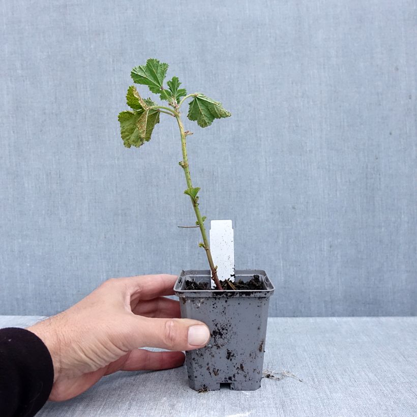 Exemplar von Wilde Malve Zebrina Blue - Malva sylvestris Kleine Töpfe von 8/9 cm wie im Herbst geliefert
