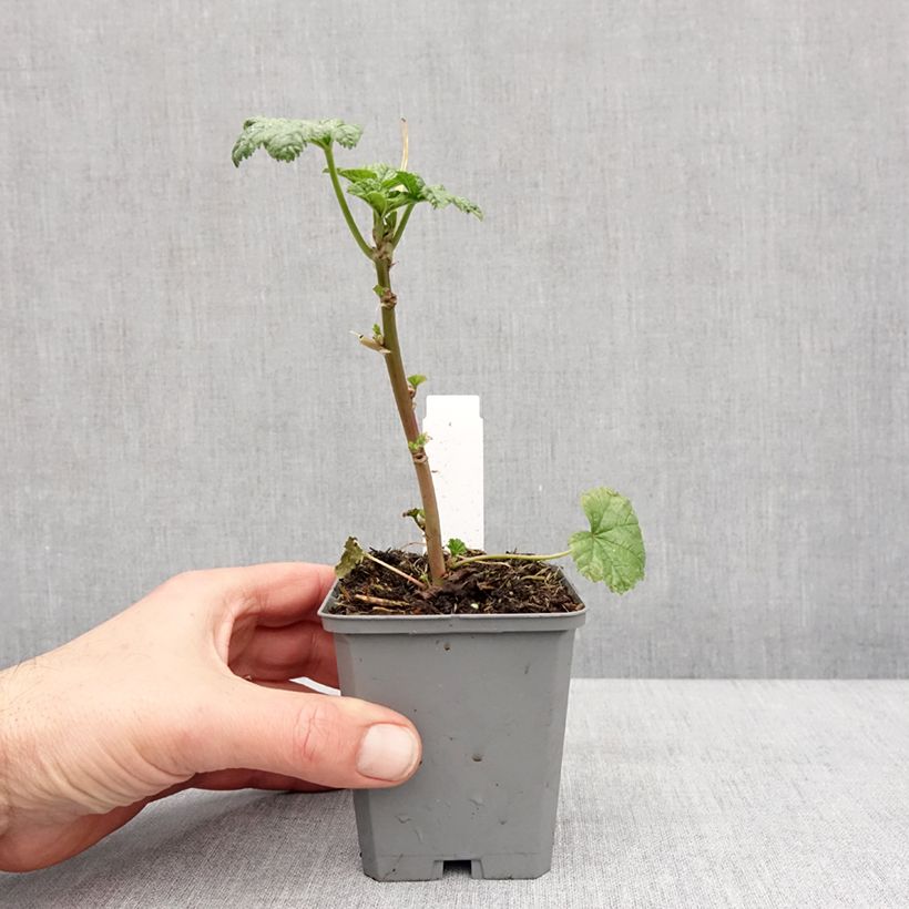 Example of Wilde Malve Zebrina Blue - Malva sylvestris Kleine Töpfe von 8/9 cm as you get in hiver