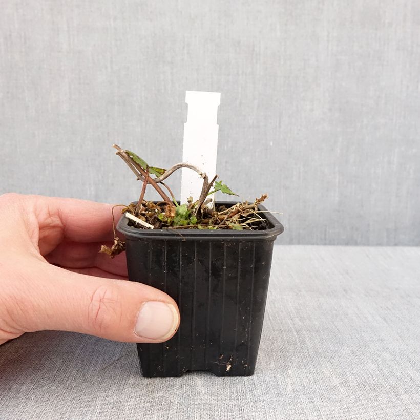 Example of Malvastrum lateritium Kleine Töpfe von 8/9 cm as you get in hiver