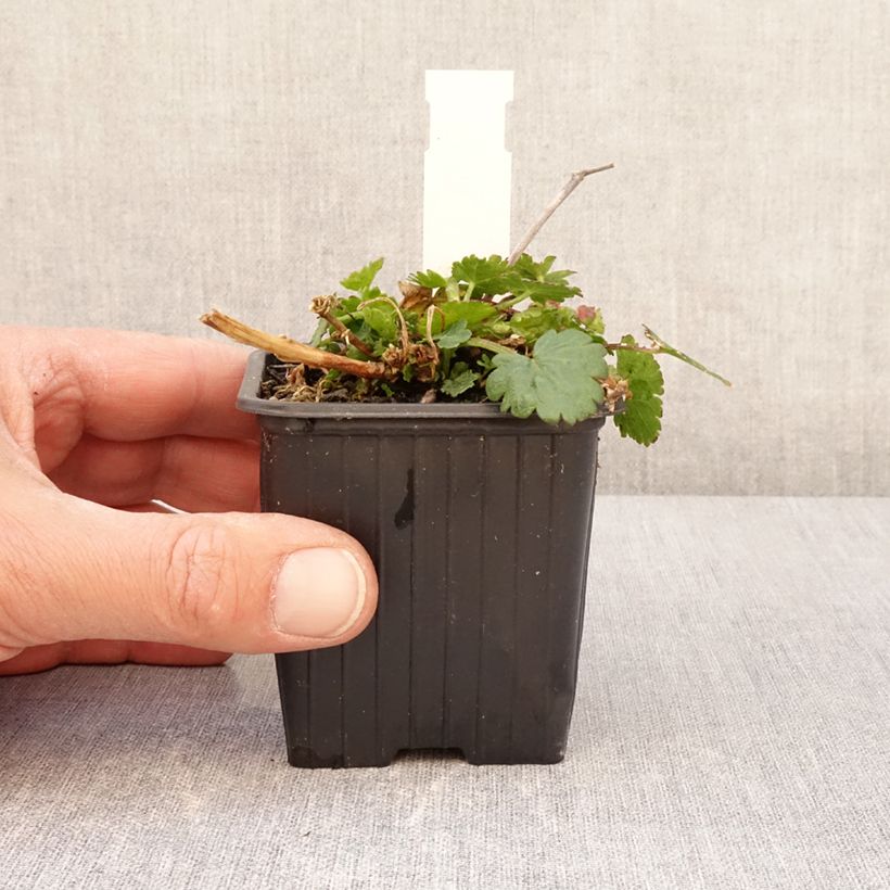 Exemplar von Malvastrum lateritium Kleine Töpfe von 8/9 cm wie im Frühjahr geliefert