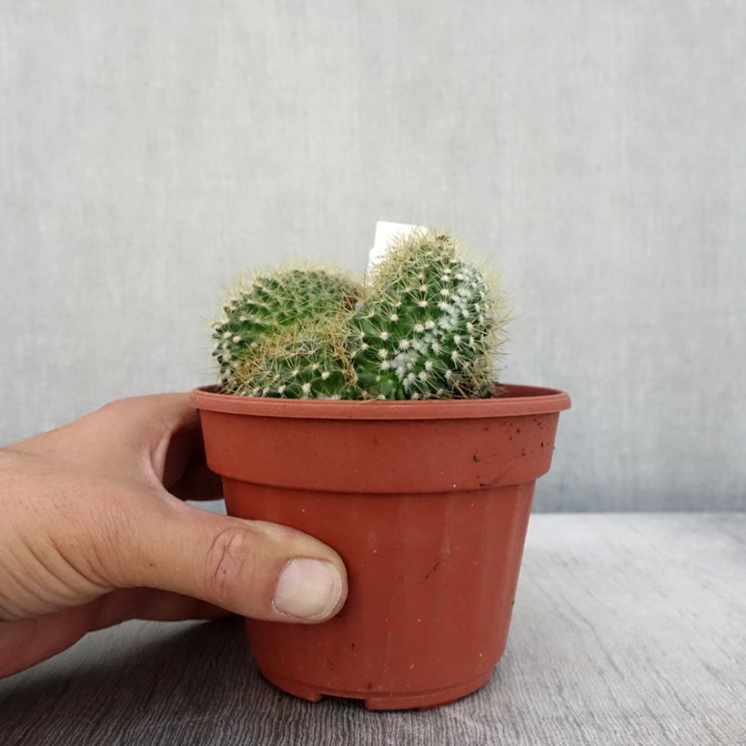 Example of Mammillaria elongata Cristata - Warzenkaktus Topf 12 cm / 13 cm as you get in automne