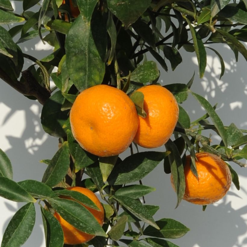 Mittelmeer-Mandarine - Citrus deliciosa (Harvest)