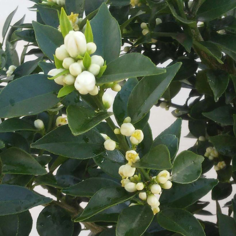 Chinotto - Citrus aurantium var. myrtifolia (Flowering)