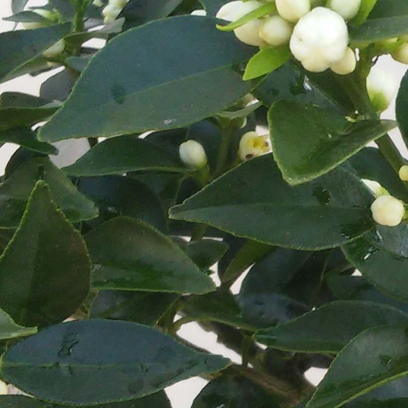 Chinotto - Citrus aurantium var. myrtifolia (Foliage)