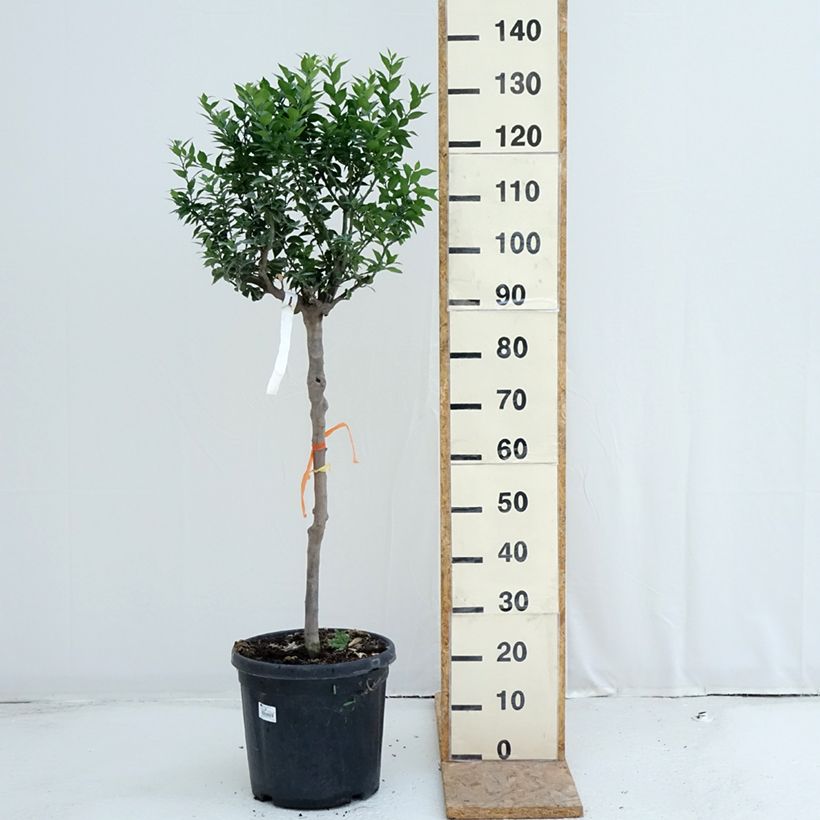 Example of Chinotto - Citrus aurantium var. myrtifolia Topf mit 18L/20L, Halbstamm as you get in ete