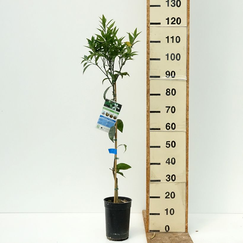 Exemplar von Mittelmeer-Mandarine - Citrus deliciosa Topf mit 3L/4L, Heister wie im Sommer geliefert