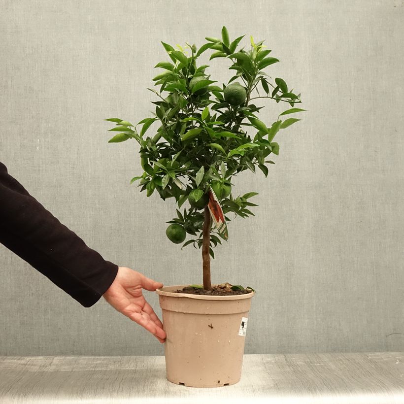 Example of Mittelmeer-Mandarine - Citrus deliciosa Topf mit 4L/5L, 1/4 Stängel as you get in automne