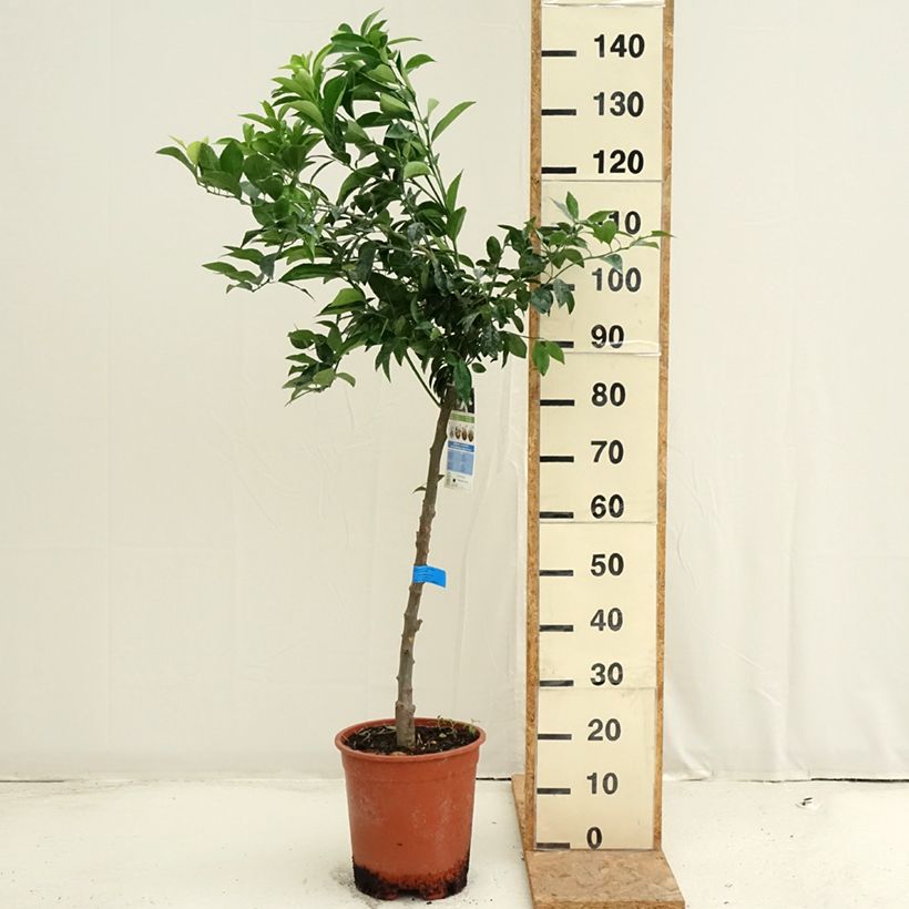 Example of Mittelmeer-Mandarine - Citrus deliciosa Topf mit 7,5L/10L, Halbstamm as you get in ete