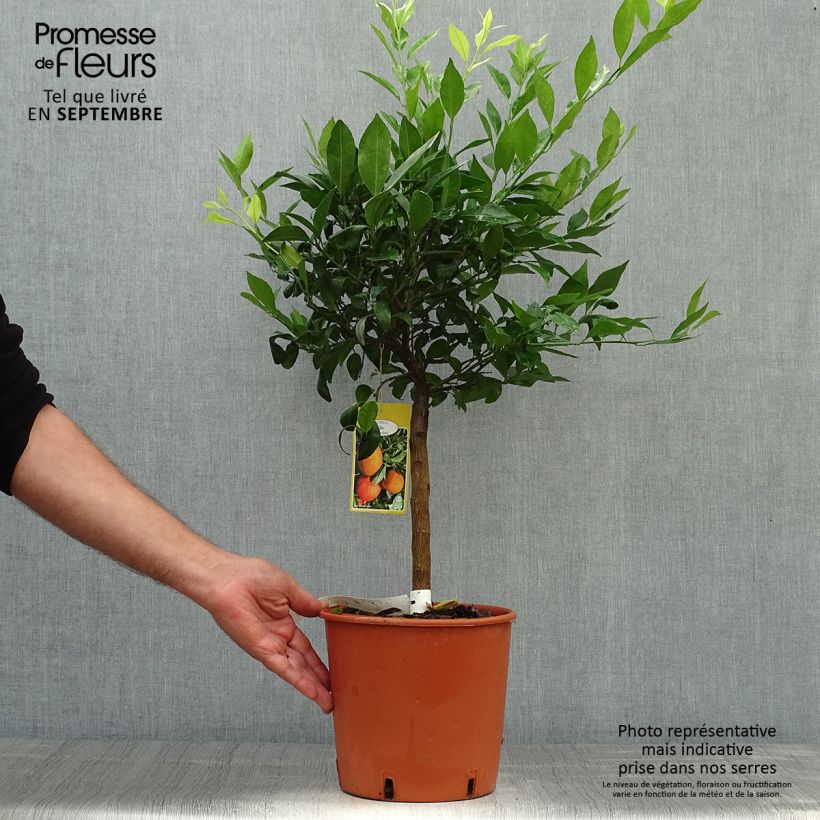 Example of Mandarine Keraji - Citrus reticulata Topf mit 2L/3L, Strauch as you get in automne