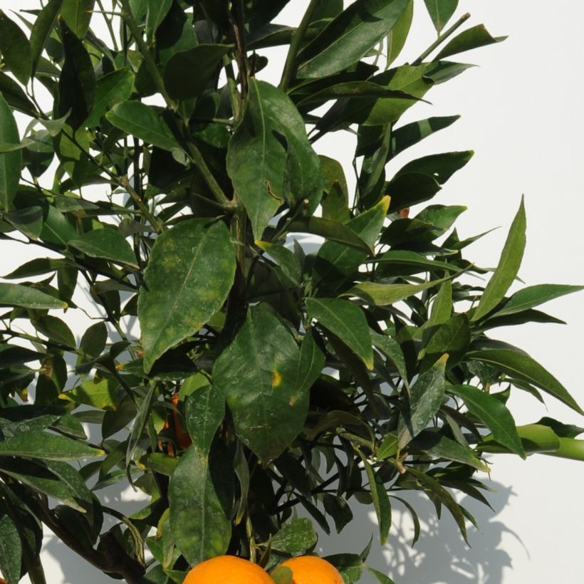 Mittelmeer-Mandarine - Citrus deliciosa (Foliage)