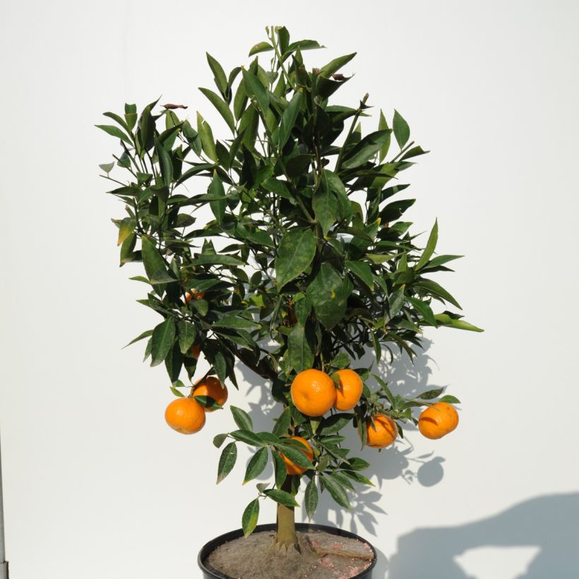 Mittelmeer-Mandarine - Citrus deliciosa (Plant habit)