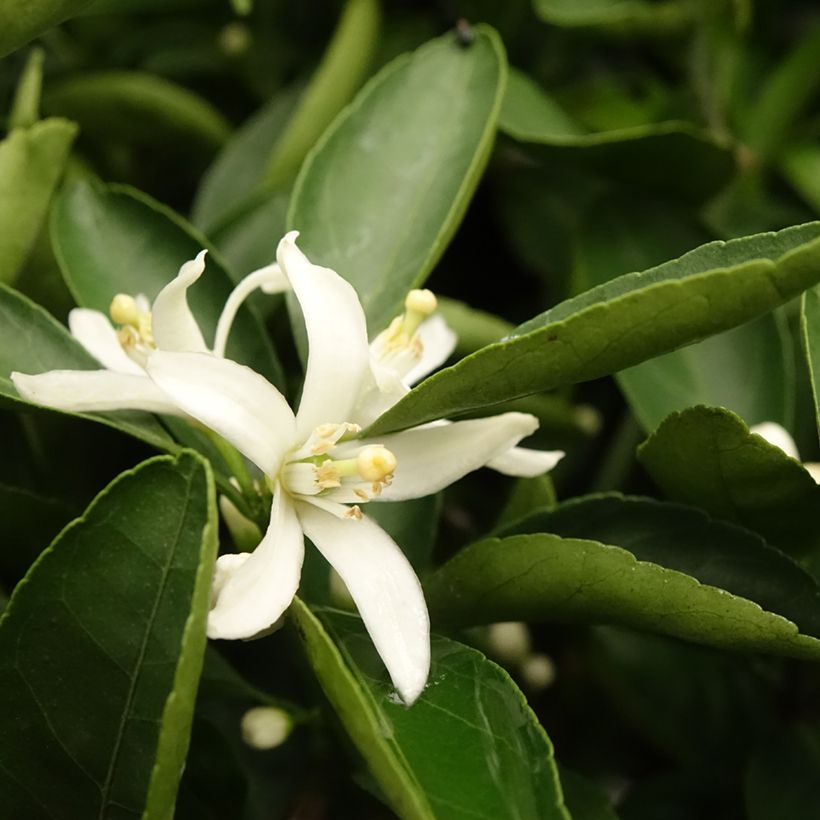 Mandarine - Citrus reticulata subsp. unshiu (Foliage)