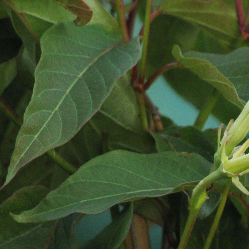 Mandevilla laxa - Chilenischer Jasmin (Foliage)