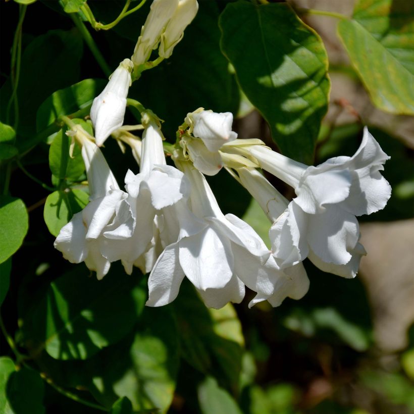Mandevilla laxa - Chilenischer Jasmin (Flowering)